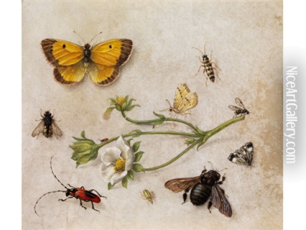 Blutenstangel Einer Butterblume, Umgeben Von Insekten Und Schmetterlingen Oil Painting - Jan van Kessel the Elder