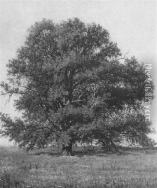 An Old Tree Oil Painting - John Ross Key