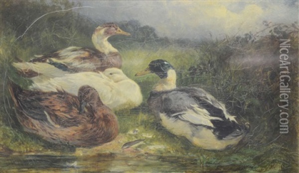 Three Ducks By A Pool Oil Painting - Heywood Hardy