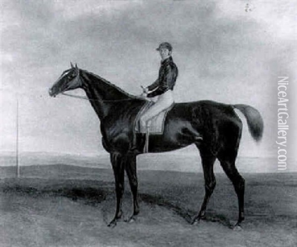 Bay Hunter With Jockey Up Oil Painting - Harry Hall