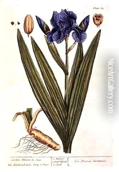 Iris, plate 69 from 'A Curious Herbal' Oil Painting - Elizabeth Blackwell