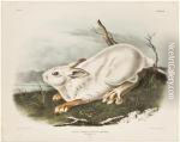 Northern Hare... Winter Oil Painting - John James Audubon