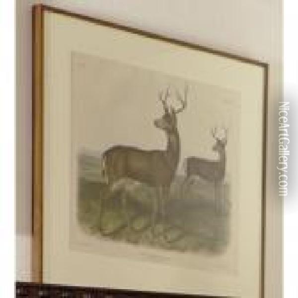 Columbian Black-tailed Deer Oil Painting - John James Audubon