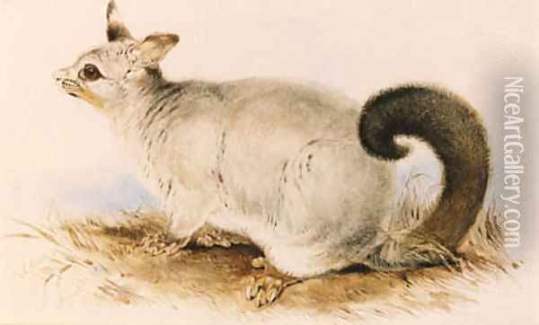 Trichosurus vulpecula (Common Brushtail Possum) Oil Painting - Edward Lear