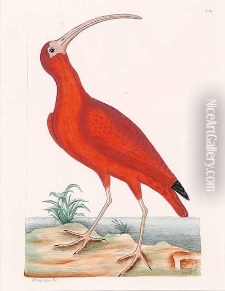 Scarlet Ibis Oil Painting - Mark Catesby