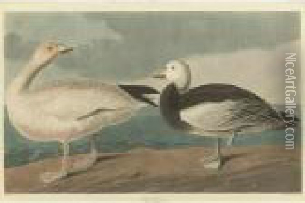 Snow Goose (plate Ccclxxxi) Oil Painting - John James Audubon