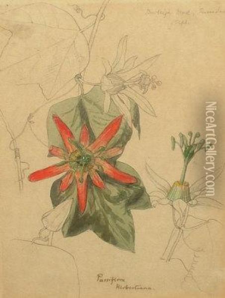 Passiflora Herbertiana Oil Painting - Charles William H. Dicker