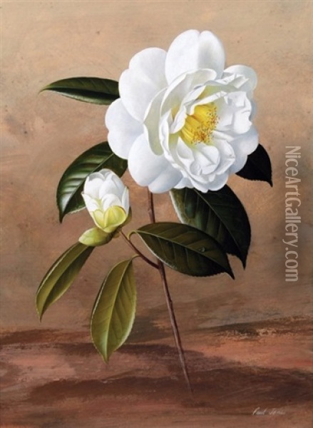 White Camellia Oil Painting - Paul Jones