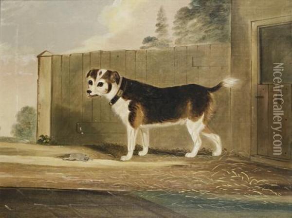 Jack Russell With Rat Oil Painting - John R. Hobart