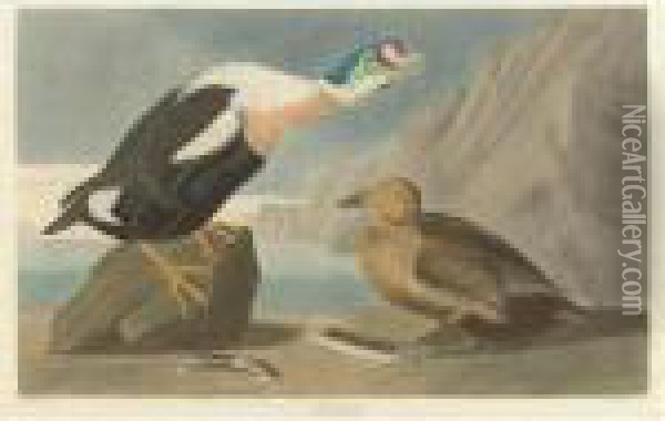 King Duck (plate Cclxxvi) Oil Painting - John James Audubon