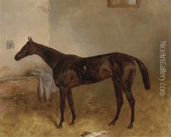 A Groomed Bay Mare With Ears Pricked Oil Painting - Harry Hall