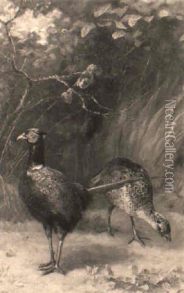Pheasants Feeding Beneath A Singing Robin Oil Painting - Alfred Duke