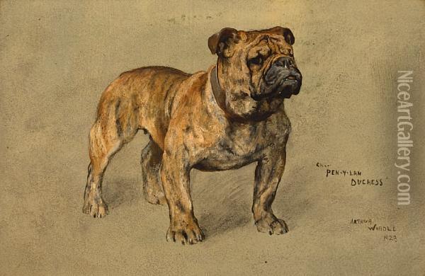 A Portrait Of The Bulldog 'champion Pen-y-lan Duchess' Oil Painting - Arthur Wardle