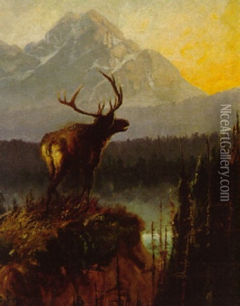 Elk In The Bitterroots Oil Painting - John Fery