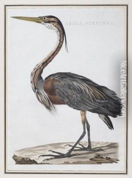 Ardea Purpurea Oil Painting - Jan Christiaan Sepp