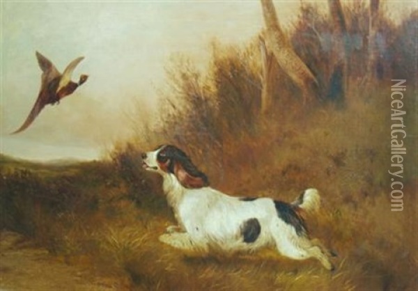 Spaniel Flushing Pheasant Oil Painting - Colin Graeme