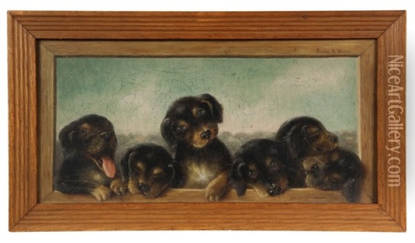 Six Puppies In A Trompe L'oeil Frame Oil Painting - Susanna Adams Winn