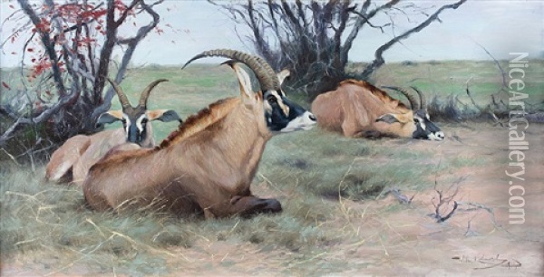 Roan Antelope Resting In The Shade Oil Painting - Wilhelm Friedrich Kuhnert