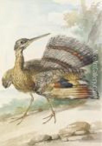 A Sun Bittern Displaying Oil Painting - Aert Schouman