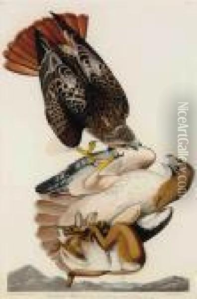 Red-tailed Hawk Oil Painting - John James Audubon