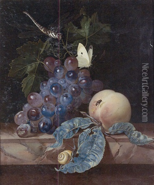 A Still Life With Grapes, A Peach, A Cabbage-white, A Dragon-fly, A Snail And A Fly, All On A Marble Ledge Oil Painting - Willem Van Aelst